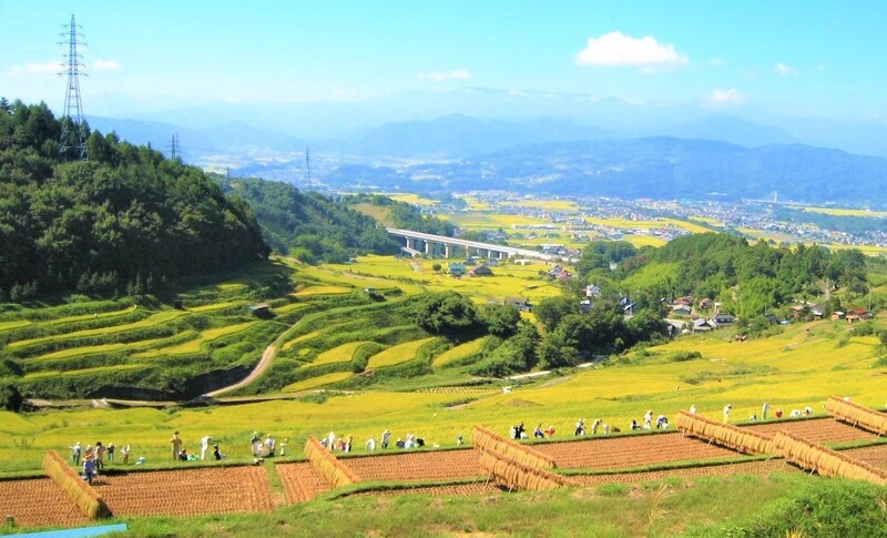 黄金色に輝く　稲倉の棚田