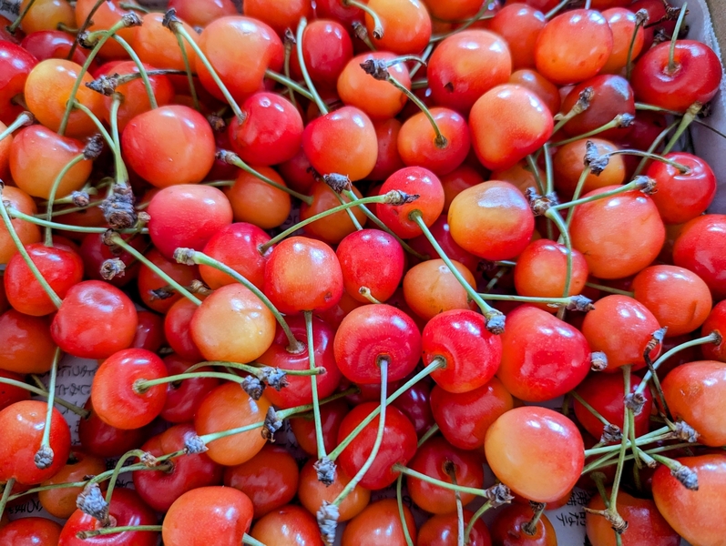さくらんぼ狩り食べ放題＆詰め放題！斑尾高原「タングラム斑尾東急リゾート」