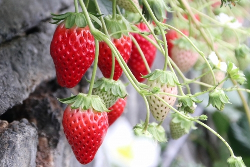 海と味覚と温泉と・・・駿河湾望む海辺の宿　焼津黒潮温泉 焼津松風閣