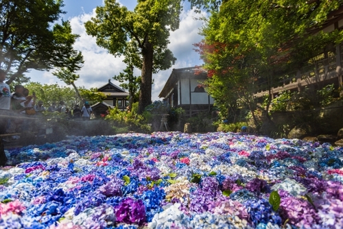 境内を彩るあじさい♪雨引観音 古民家でいただく創作イタリアン「藤右エ門栄」