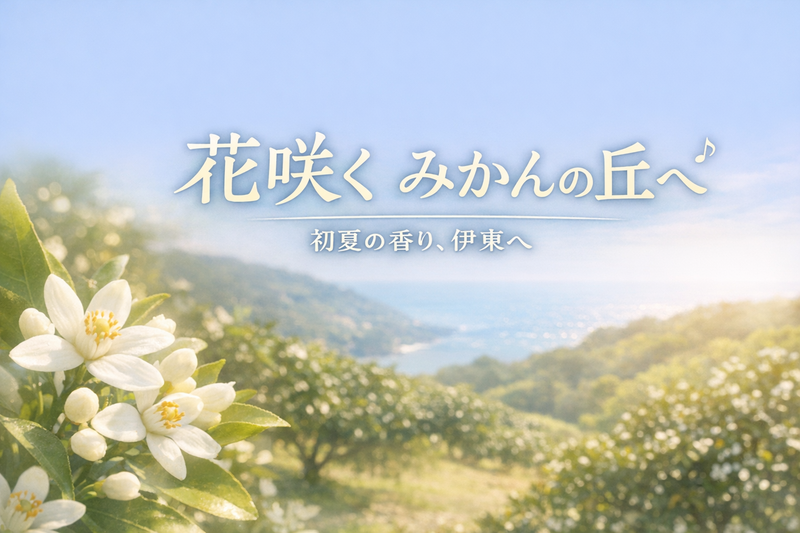 みかんの花咲く丘で甘夏みかん狩り ぶどう畑の丘の上絶景レストラン