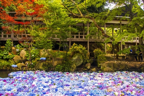 境内を彩るあじさい♪雨引観音 古民家でいただく創作イタリアン「藤右エ門栄」
