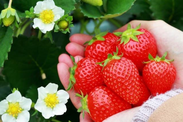 古河の花桃とチューリップ咲く花のテーマパーク、いちご狩り♪たま旅 はるやすみ