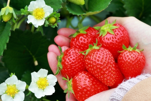 古河の花桃とチューリップ咲く花のテーマパーク、いちご狩り♪たま旅 はるやすみ