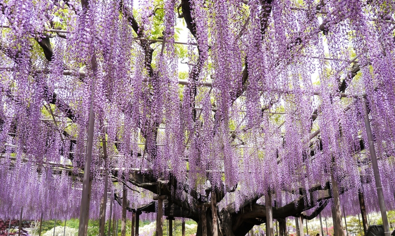 花の楽園あしかがフラワーパーク　樹齢160年の大藤や白藤 ふじのはな物語