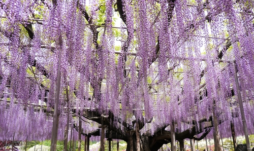 花の楽園あしかがフラワーパーク　樹齢160年の大藤や白藤 ふじのはな物語
