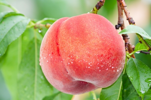 まるで地下神殿のような空間へ！大谷資料館 宇都宮餃子ランチ＆桃狩り