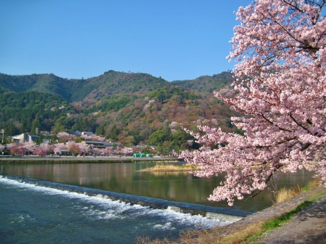 桜咲く古都へ！たっぷり京都・美桜巡り３日間