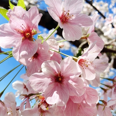 美しい空・・繚乱たる花々・・武陵桃源の島　花咲くアイランドリゾート”初島”
