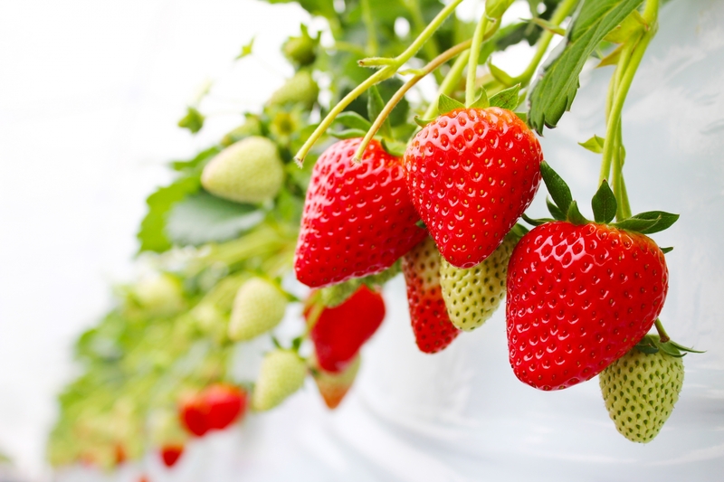 八ヶ岳夏いちご＆やまなし桃狩り♪女神湖畔リゾートホテル「蓼科レイクリゾート」