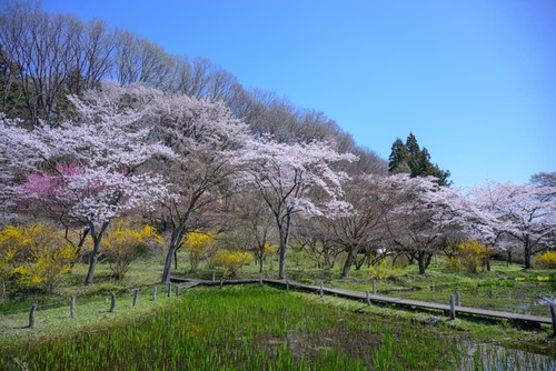 【30名様限定】花之江の郷・つがの一本桜と”ロイヤルクイーン”いちご狩り