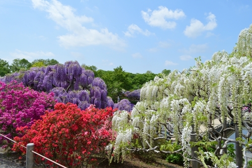 花の楽園あしかがフラワーパーク　樹齢160年の大藤や白藤 ふじのはな物語