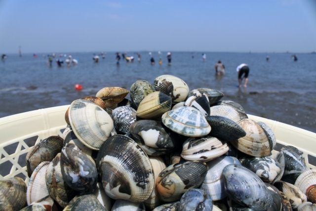 木更津金田海岸潮干狩り♪　2Kgお持ち帰り 貸熊手＆網袋＆休憩所付き