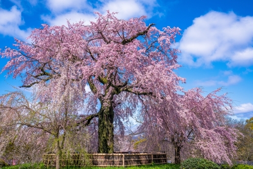 桜咲く古都へ！たっぷり京都・美桜巡り３日間