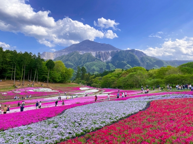 武甲山の麓に広がるピンクの絶景”秩父芝桜の丘”と春の花咲く丘陵公園へ