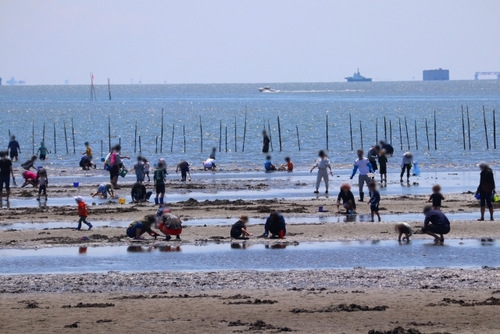 木更津金田海岸潮干狩り♪　2Kgお持ち帰り 貸熊手＆網袋＆休憩所付き
