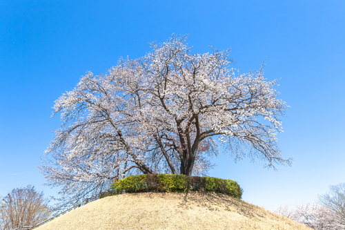 【30名様限定】花之江の郷・つがの一本桜と”ロイヤルクイーン”いちご狩り