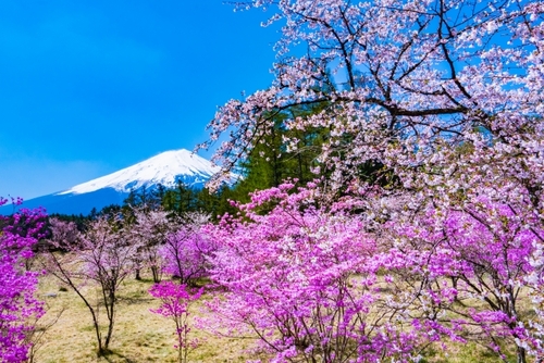 富士ミツバツツジの群生と富士芝桜！富士の花の楽園へ