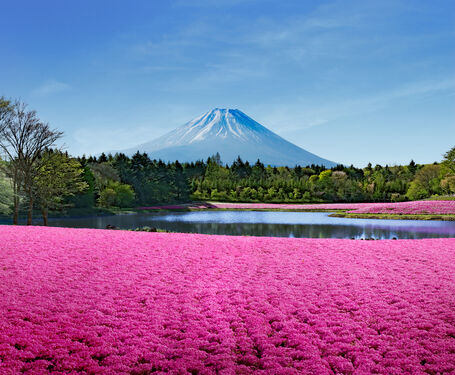 富士ミツバツツジの群生と富士芝桜！富士の花の楽園へ