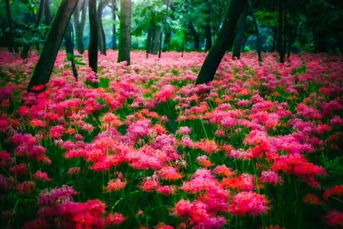 蔵の町”川越”のんびりぶらり旅  500万本の彼岸花群生！曼珠沙華咲く巾着田