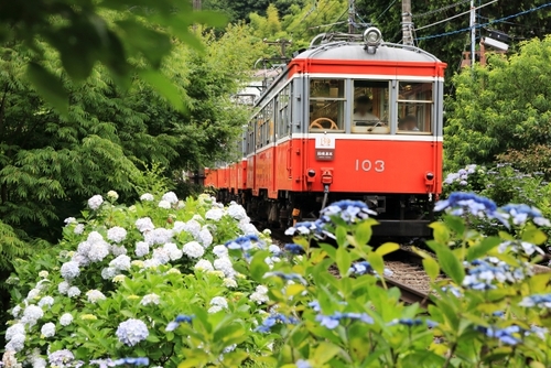 箱根の初夏の風物詩”箱根あじさい電車” フレンチ＆ジュエリースイーツ