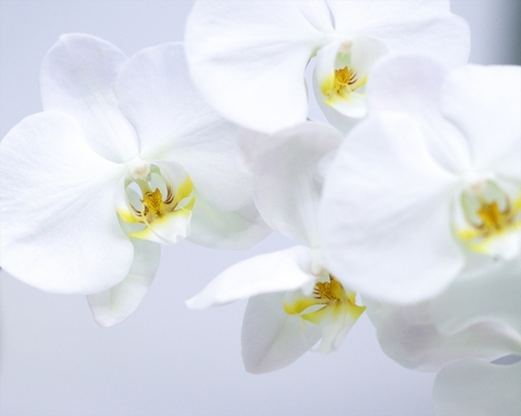 品川プリンスホテルレストランハプナ＆世界らん展2026 -花と緑の祭典