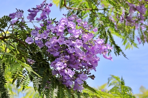 昭和レトロ熱海ぶらり旅～しあわせの花ジャカランダ咲く～ 　金目鯛付相模御膳