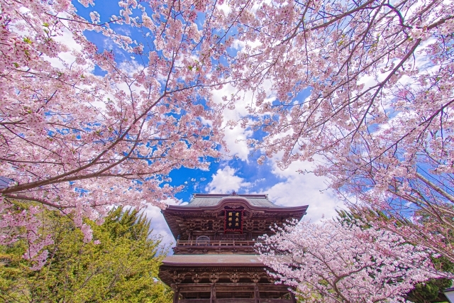 古都鎌倉さくら浪漫 建長寺・段葛の桜 地元に愛される老舗「鎌倉 古都鎌倉さくら浪漫 建長寺・段葛の桜 地元に愛される老舗「鎌倉