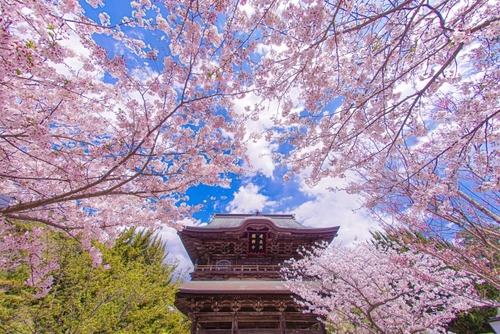 古都鎌倉さくら浪漫 建長寺・段葛の桜　地元に愛される老舗「鎌倉 鉢の木」