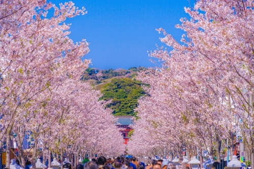 古都鎌倉さくら浪漫 建長寺・段葛の桜　地元に愛される老舗「鎌倉 鉢の木」