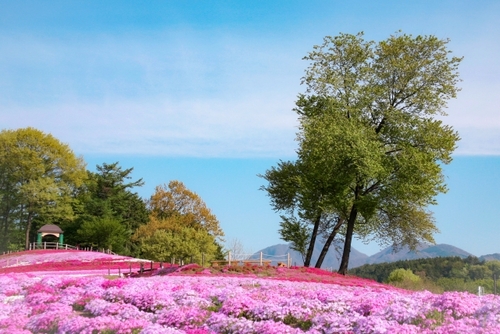 赤城いちご狩り食べ放題　みさとの芝桜＆白井宿八重桜