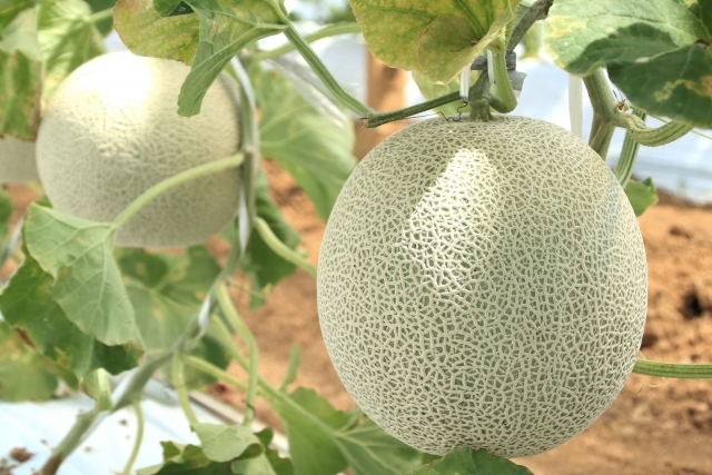 鉾田の春メロン 1/2メロンの試食＆メロン1玉狩り！ 大洗なぎさの海鮮丼