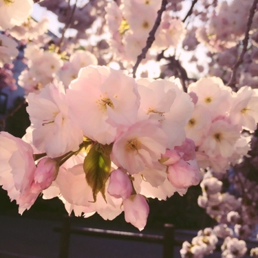 赤城いちご狩り食べ放題　みさとの芝桜＆白井宿八重桜