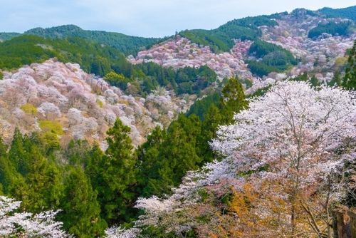 京都・奈良桜の競演　山染める吉野山千本桜　京都・奈良の和風旅館に2泊