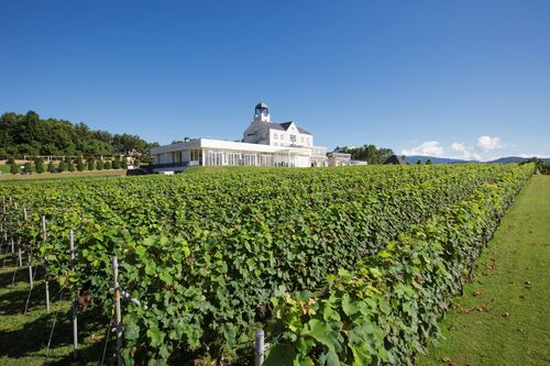 みかんの花咲く丘で甘夏みかん狩り ぶどう畑の丘の上絶景レストラン