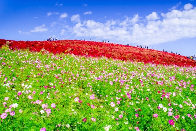 丘一面の真っ赤なじゅうたん「ひたち海浜公園」～コキア