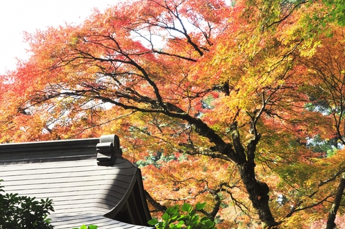 芸術の秋！ススキ・紅葉・草もみじ！　箱根の紅葉と美術館めぐり