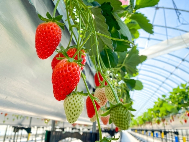 今年最後のとちぎいちご狩り！とちぎいちご＆ティータイム