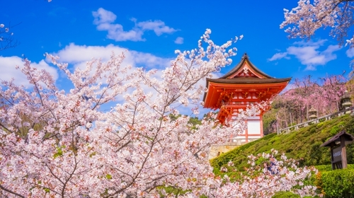 京都・奈良桜の競演　山染める吉野山千本桜　京都・奈良の和風旅館に2泊