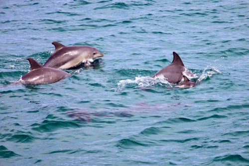 野生のイルカに会えるかも？富士山清水みなとクルーズ♪駿河すしバイキング