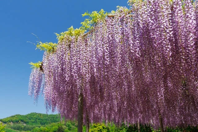 世界に誇る美しい花の楽園へ　～あしかがフラワーパーク～　ふじのはな物語