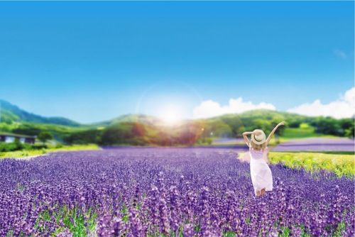 【やさい王国昭和村の高原野菜付】涼しい花咲く高原へ！たんばらラベンダー