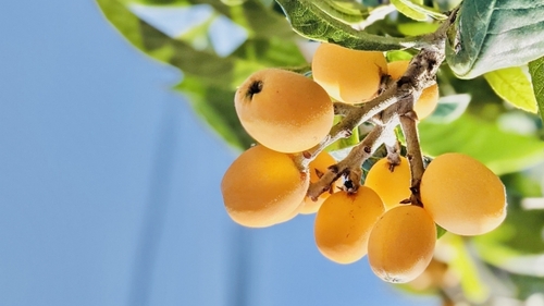 南房総びわ狩り　館山 鳩山荘松庵～安房船屋敷御膳～