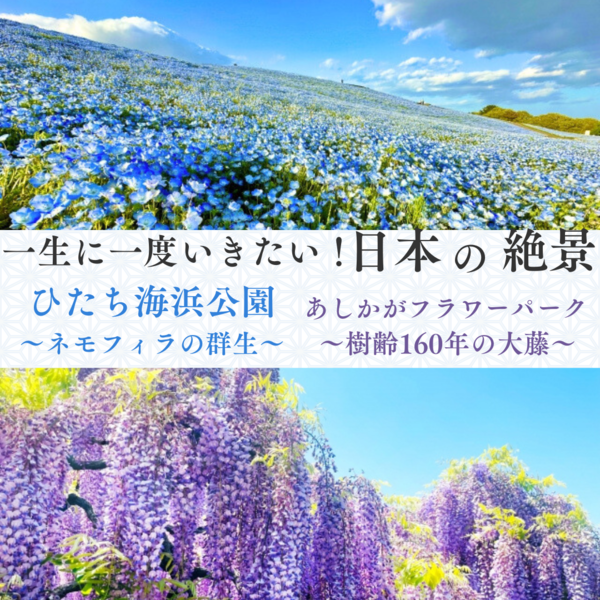 あしかがフラワーパークの藤＆ひたち海浜公園ネモフィラ　益子館里山リゾート