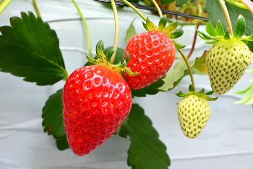 どこに行くのかお楽しみ！？たま旅 きまま旅♪かに三昧食べ放題＆いちご狩り