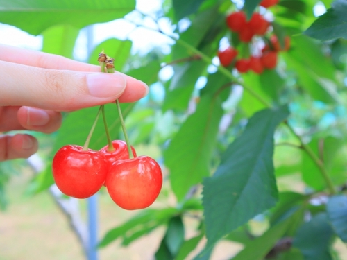 【さくらんぼお土産付】寒河江のさくらんぼと乳白色の硫黄泉｢蔵王四季のホテル｣