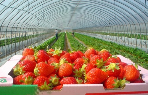 とちぎいちごまつり　～いちご狩り食べ放題・いちご詰め放題～