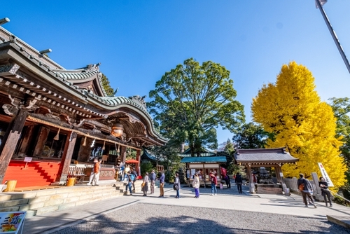 富有柿狩り食べ放題＆さつまいも詰め放題！さらに！？いばらき秋の感謝祭