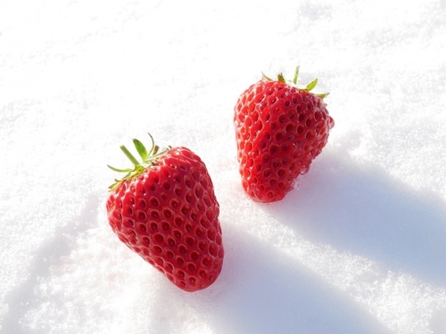雪国育ちの幻のいちご”越後姫”　西福寺開山堂と石坂舞茸御前