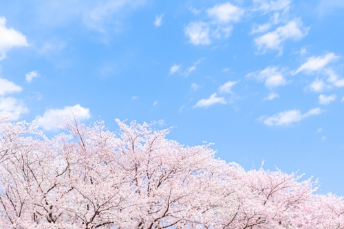 とちぎいちごまつり　～いちご狩り食べ放題・いちご詰め放題～